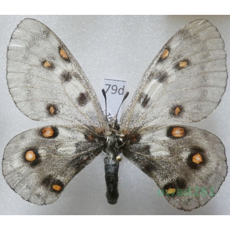 Parnassius honrathi alburnus Stichel, 1907 Tadjikistan79d